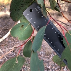 Eucalyptus polyanthemos at Crowther, NSW - 7 May 2025 03:45 PM