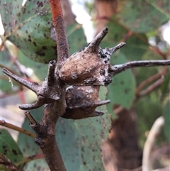Eucalyptus polyanthemos at Crowther, NSW - 7 May 2025 03:45 PM