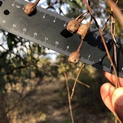 Eucalyptus sideroxylon (Mugga Ironbark) at Crowther, NSW - 7 May 2025 by Frecko