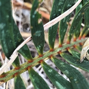 Macrozamia secunda at Crowther, NSW - Yesterday by Frecko