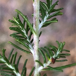 Cassinia sifton at Crowther, NSW - Yesterday by Frecko