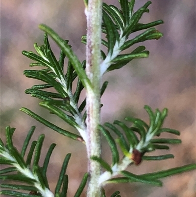 Cassinia sifton at Crowther, NSW - 7 May 2025 by Frecko