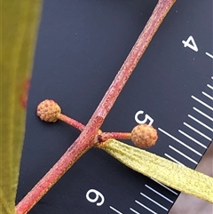 Acacia verniciflua (Varnish Wattle) at Crowther, NSW - 7 May 2025 by Frecko