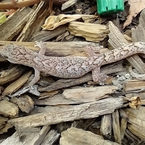 Christinus marmoratus (Southern Marbled Gecko) by KMcCue