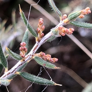 Leucopogon virgatus at Crowther, NSW - Yesterday by Frecko