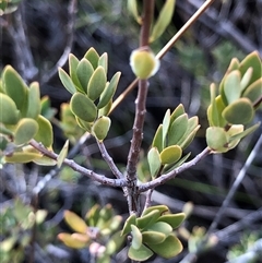 Brachyloma daphnoides (Daphne Heath) at Crowther, NSW - 7 May 2025 by Frecko