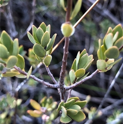 Brachyloma daphnoides (Daphne Heath) at Crowther, NSW - 7 May 2025 by Frecko