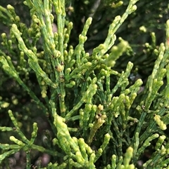 Callitris endlicheri (Black Cypress Pine) at Crowther, NSW - 7 May 2025 by Frecko
