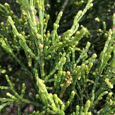 Callitris endlicheri (Black Cypress Pine) at Crowther, NSW - 7 May 2025 by Frecko