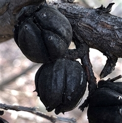 Callitris endlicheri at Crowther, NSW - 7 May 2025 03:27 PM
