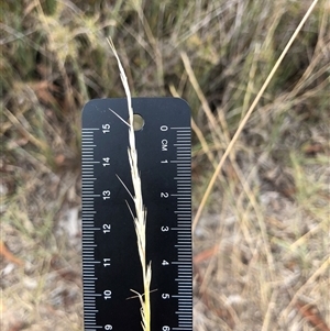 Aristida ramosa at Crowther, NSW - Yesterday by Frecko