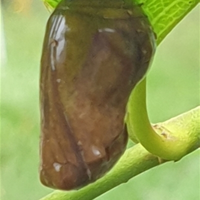Unverified Butterfly (Lepidoptera, Rhopalocera) by MazzV
