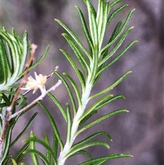Cassinia laevis subsp. rosmarinifolia at Crowther, NSW - 7 May 2025 by Frecko