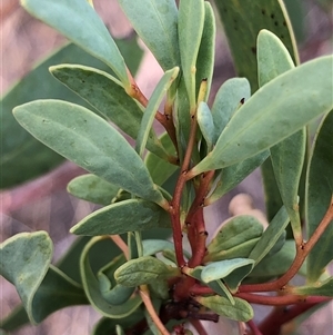 Unverified Plant at Crowther, NSW - Yesterday by Frecko