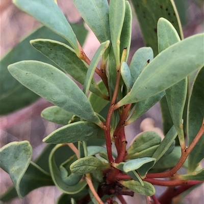 Acacia penninervis var. penninervis (Hickory Wattle) at Crowther, NSW - 7 May 2025 by Frecko