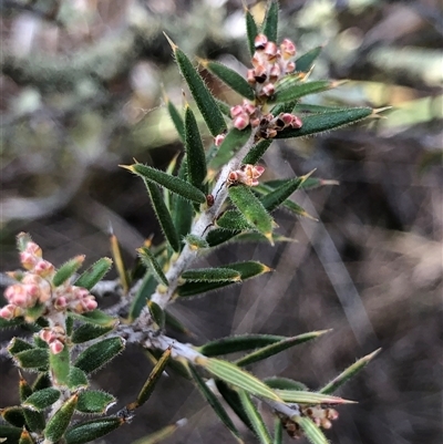 Lissanthe strigosa subsp. subulata (Peach Heath) at Crowther, NSW - 7 May 2025 by Frecko