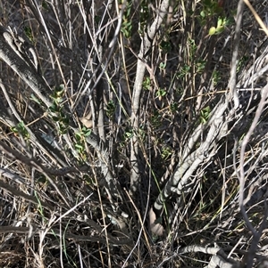 Brachyloma daphnoides at Crowther, NSW - Yesterday by Frecko