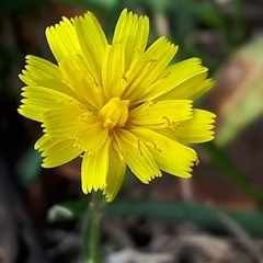 Hypochaeris radicata by Janet