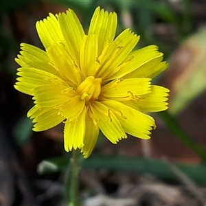 Hypochaeris radicata by Janet