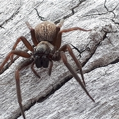 Badumna longinqua (Grey House Spider) by Janet