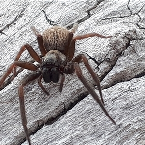 Badumna longinqua (Grey House Spider) by Janet