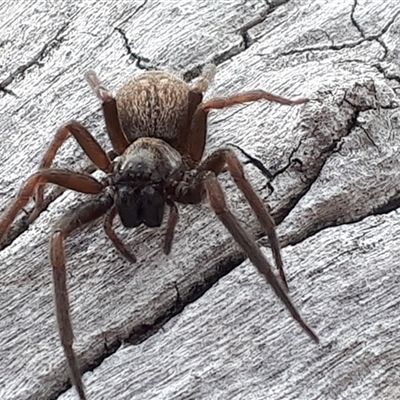 Badumna longinqua (Grey House Spider) by Janet