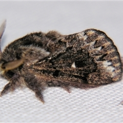 Pernattia pusilla (She-Oak Moth) at Good Night, QLD - 27 Oct 2009 by PJH123