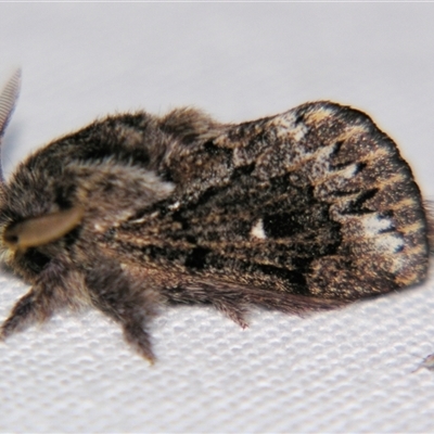 Pernattia pusilla (She-Oak Moth) at Good Night, QLD - 27 Oct 2009 by PJH123