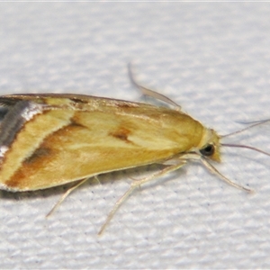 Unverified Pyralid or Snout Moth (Pyralidae & Crambidae) by PJH123