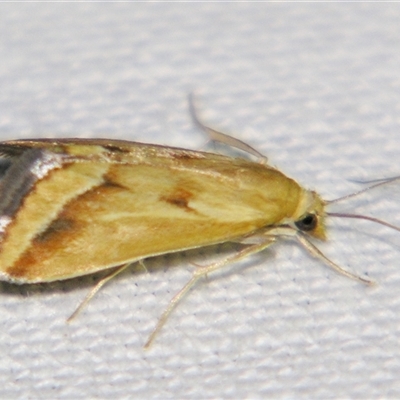 Achyra massalis (Ombava) at Good Night, QLD - 27 Oct 2009 by PJH123