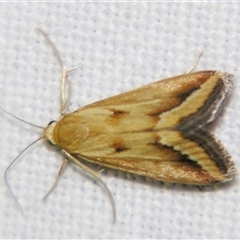 Achyra massalis at Good Night, QLD - suppressed