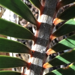 Macrozamia secunda at Crowther, NSW - 7 May 2025 by Frecko