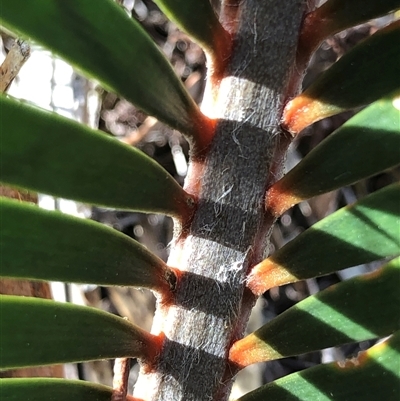Macrozamia secunda at Crowther, NSW - 7 May 2025 by Frecko