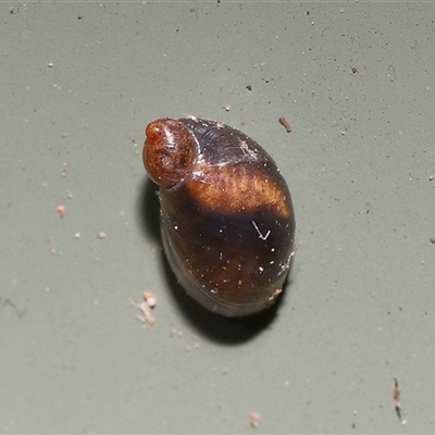 Unverified Snail or Slug (Gastropoda) at Yarralumla, ACT - 7 May 2025 by TimL