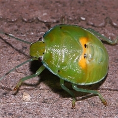 Unverified True bug (Hemiptera, Heteroptera) at Yarralumla, ACT - 7 May 2025 by TimL