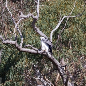 Haliaeetus leucogaster (White-bellied Sea-Eagle) at Googong, NSW - 5 May 2025 by jb2602