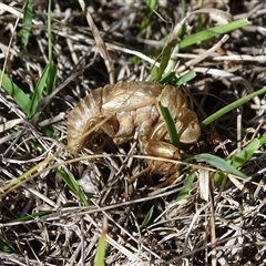 Psaltoda moerens (Redeye cicada) at Symonston, ACT - 4 May 2025 by Mike