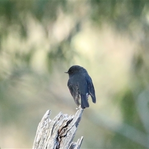 Petroica rosea at Wilsons Valley, NSW - Yesterday by MandyandScott
