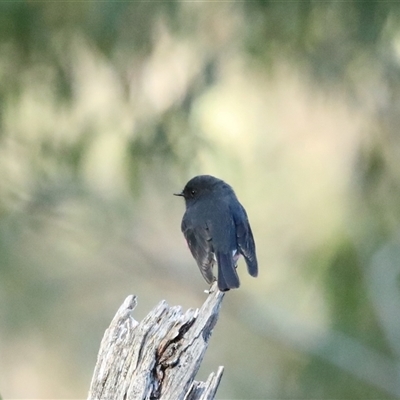 Petroica rodinogaster (Pink Robin) at Wilsons Valley, NSW - 7 May 2025 by MandyandScott