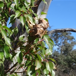 Dichocrocis clytusalis (Kurrajong Leaf-tier, Kurrajong Bag Moth) at Symonston, ACT - 4 May 2025 by Mike
