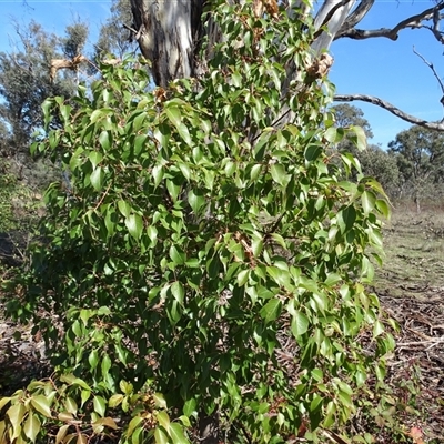 Brachychiton populneus subsp. populneus (Kurrajong) at Symonston, ACT - 4 May 2025 by Mike