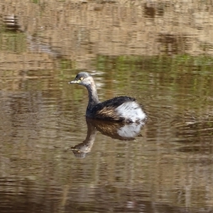 Tachybaptus novaehollandiae at Symonston, ACT - 4 May 2025 by Mike