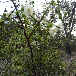 Acacia buxifolia subsp. buxifolia at O'Malley, ACT - 5 May 2025 by Mike