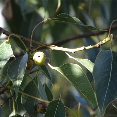 Brachychiton populneus gall (An insect gall on Kurrajong tree) at Fadden, ACT - 7 May 2025 by Mike