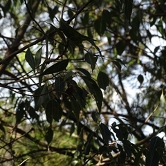 Brachychiton populneus subsp. populneus (Kurrajong) at Fadden, ACT - 7 May 2025 by Mike