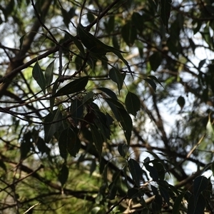 Brachychiton populneus subsp. populneus at Fadden, ACT - Yesterday by Mike