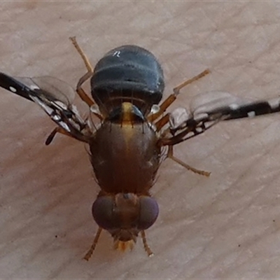 Acanthonevroides sp. (genus) at Ballyroe, NSW - 28 Dec 2018 by TwoRivers