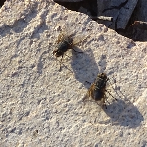 Unverified True fly (Diptera) at Isaacs, ACT - Yesterday by Mike