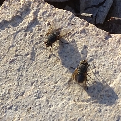 Unverified True fly (Diptera) at Isaacs, ACT - 7 May 2025 by Mike