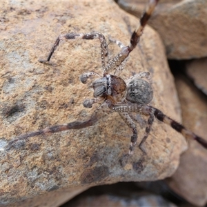 Neosparassus sp. (genus) (Badge huntsman) at Ballyroe, NSW - 27 Sep 2020 by TwoRivers